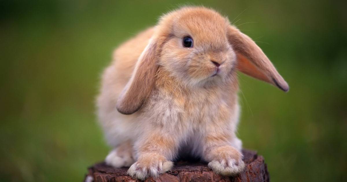 Кролик Фото Животного