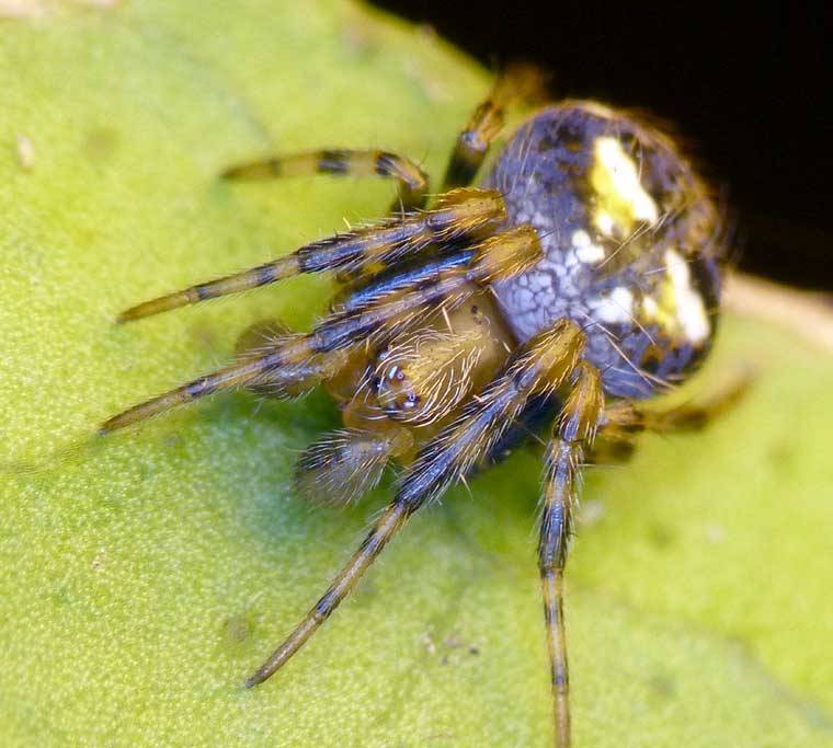 Паук-крестовик Araneus albotriangulus фото