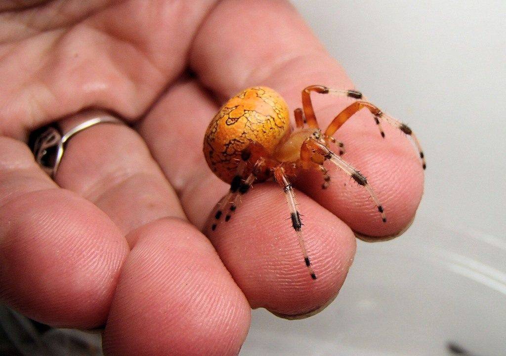 Паук-крестовик Araneus marmoreus фото