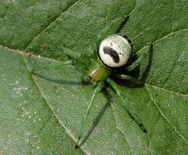 Паук-крестовик Araneus mitificus фото