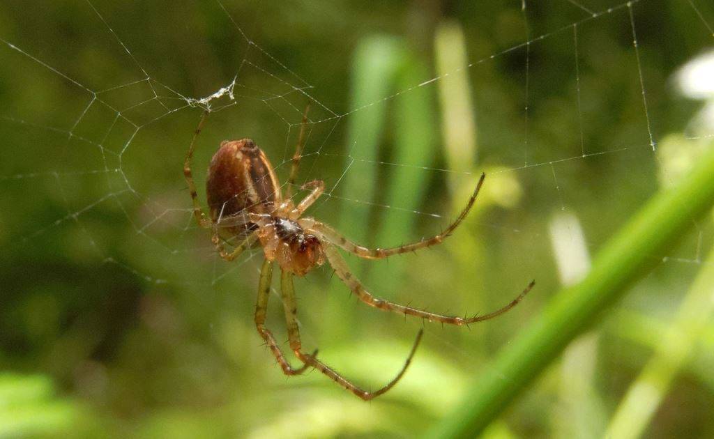 Паук-крестовик Araneus sturmi фото