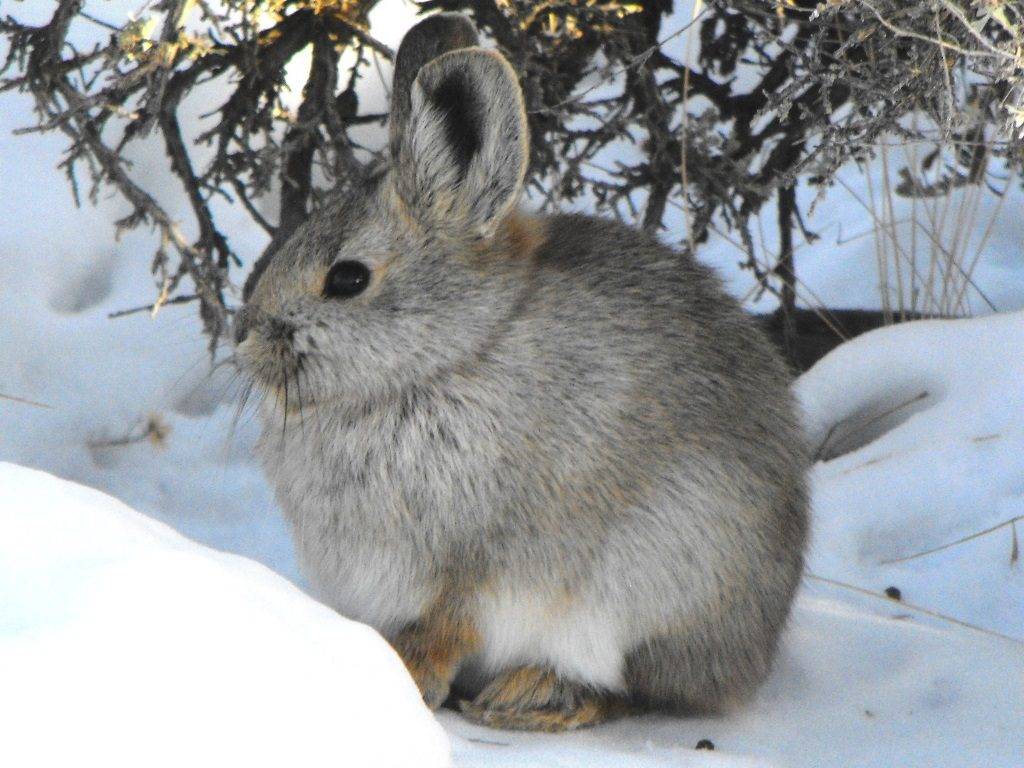 Айдахский кролик (кролик-пигмей) фото (лат. Brachylagus idahoensis)