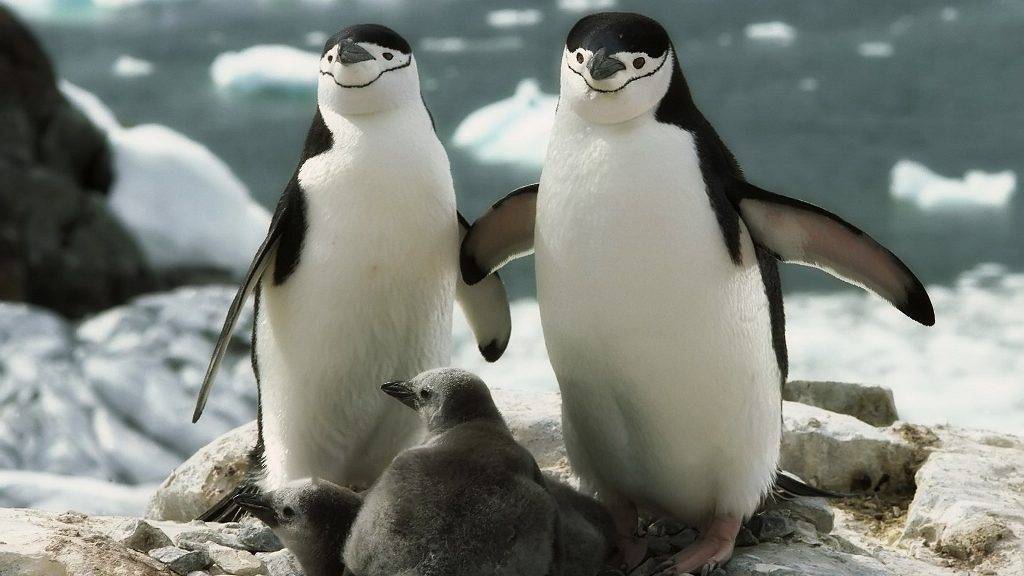 Антарктический пингвин фото (лат. Pygoscelis antarctica)