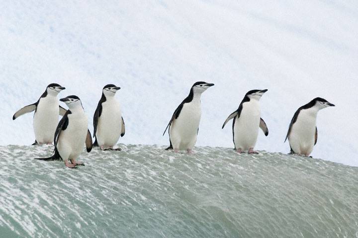 Антарктический пингвин фото