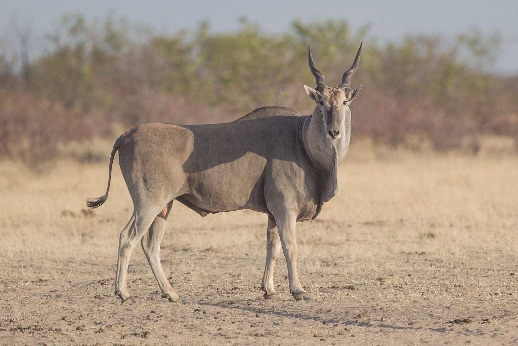 Антилопа канна (обыкновенная канна) фото (лат. Taurotragus oryx)