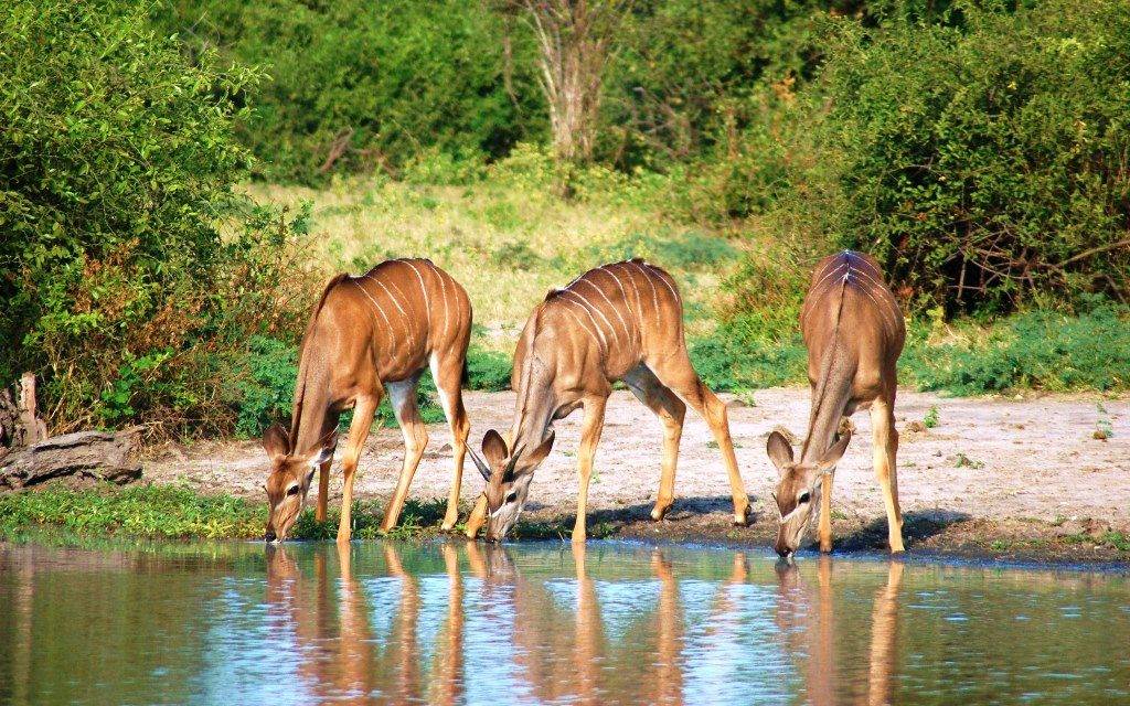 Антилопы на водопое фото