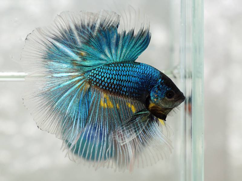 Бойцовая рыбка с окрасом бабочка фото
