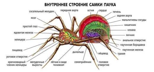 Внутреннее строение паука крестовика рисунок с подписями