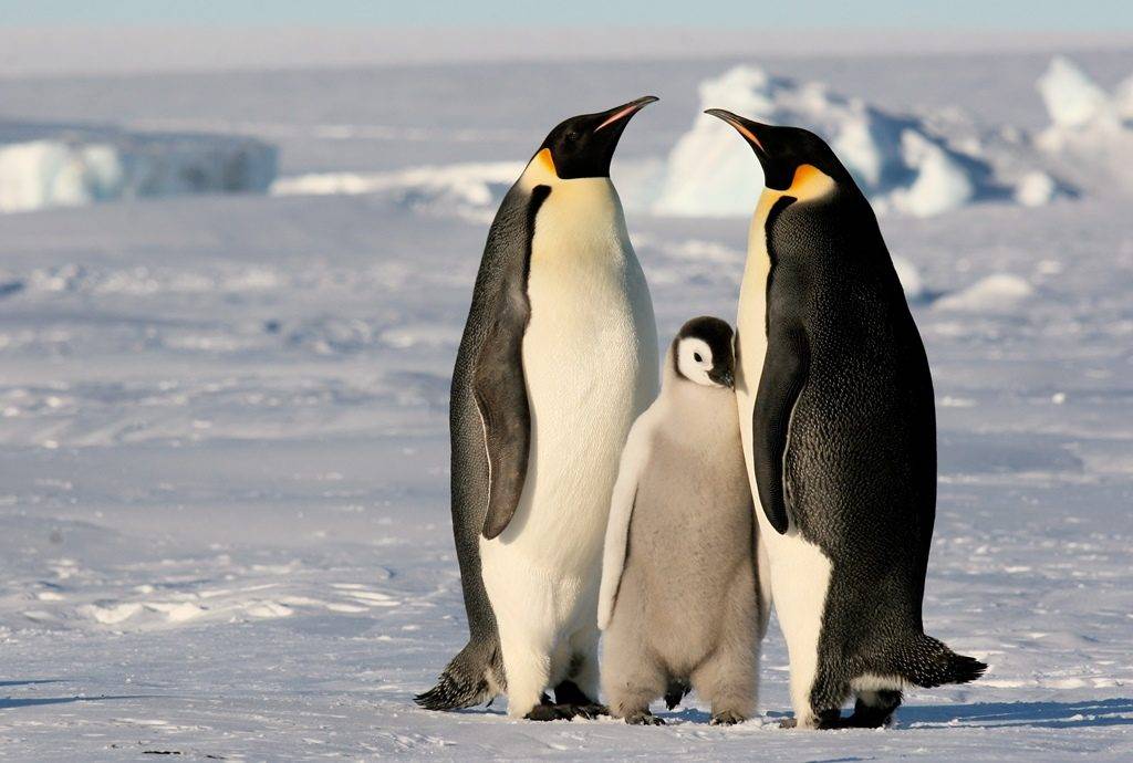 Где живут пингвины фото