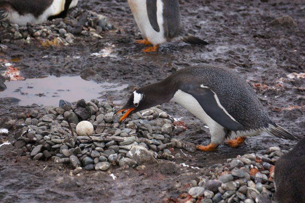 Гнездо пингвина фото