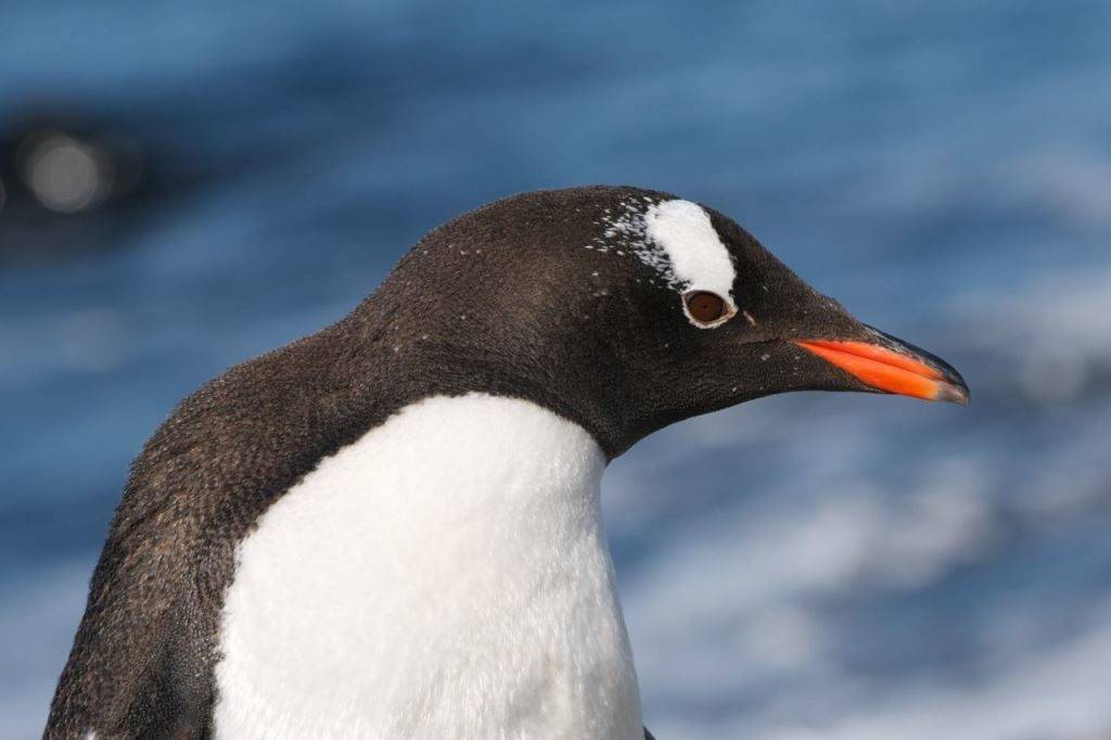 Голова и клюв пингвина фото