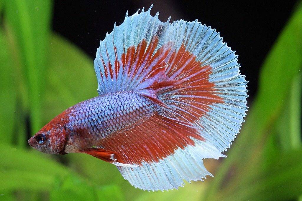 Двуцветная аквариумная рыбка петушок фотоа петушок фото