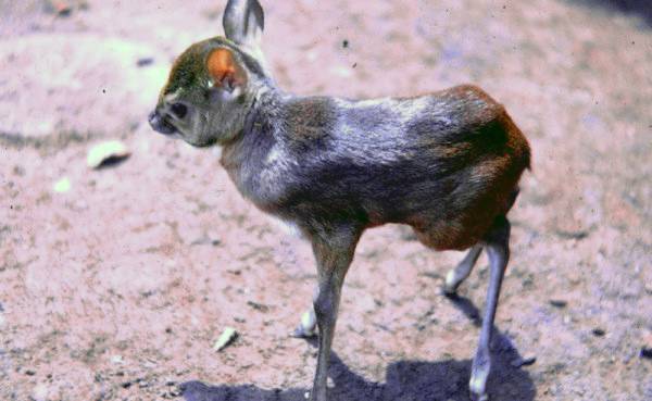 Детеныш карликовой антилопы фото