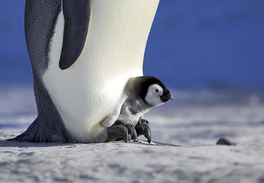 Детеныш пингвина фото