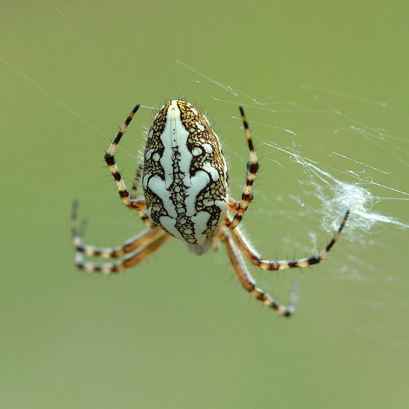 Дубовый паук-крестовик фото