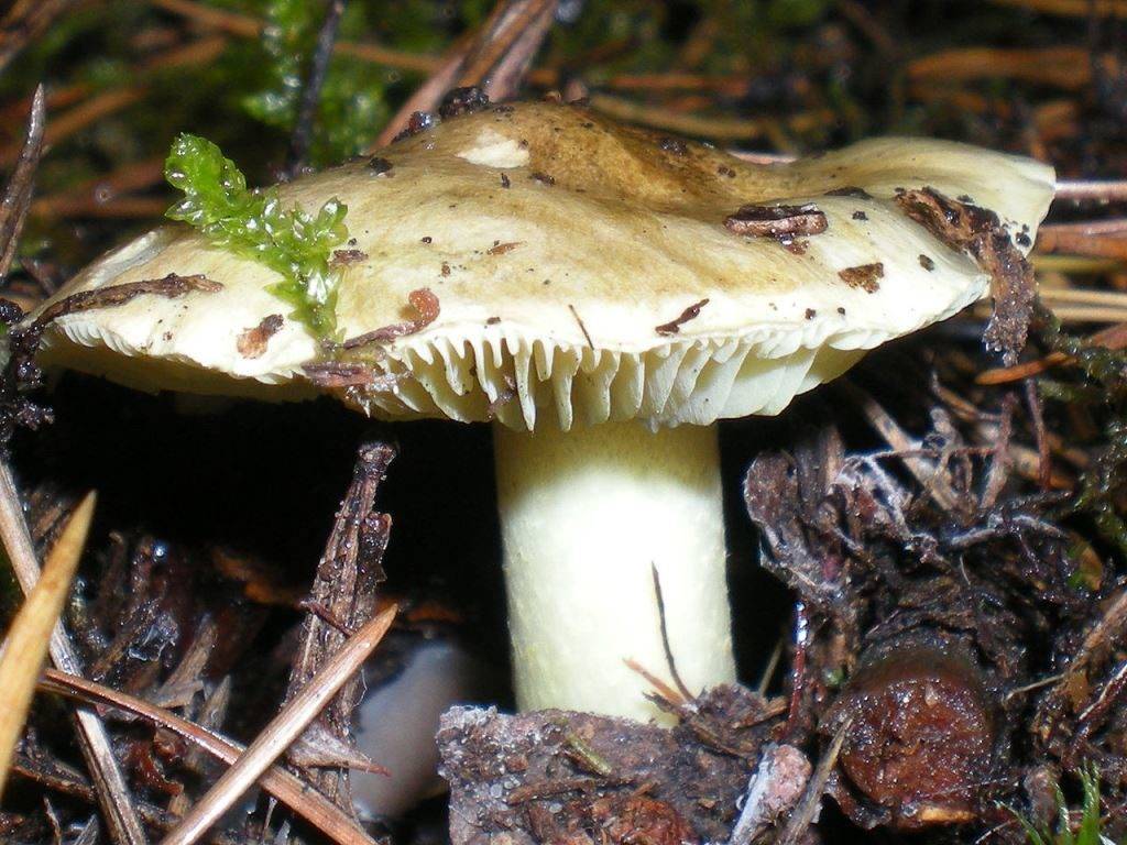 Желтушки грибы фото
