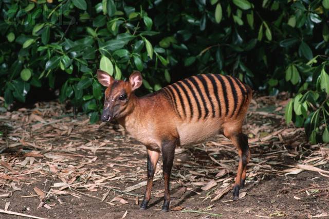 Зебровый дукер фото (лат. Cephalophus zebra)