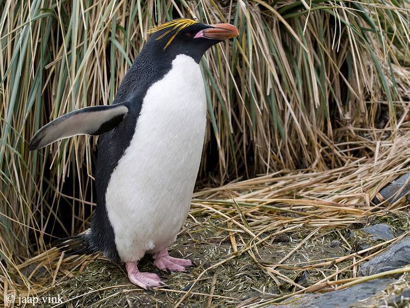 Золотоволосый пингвин (златовласый пингвин) фото (лат. Eudyptes chrysolophus)