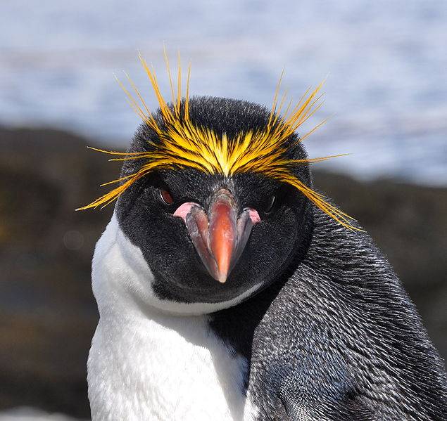 Золотоволосый пингвин фото