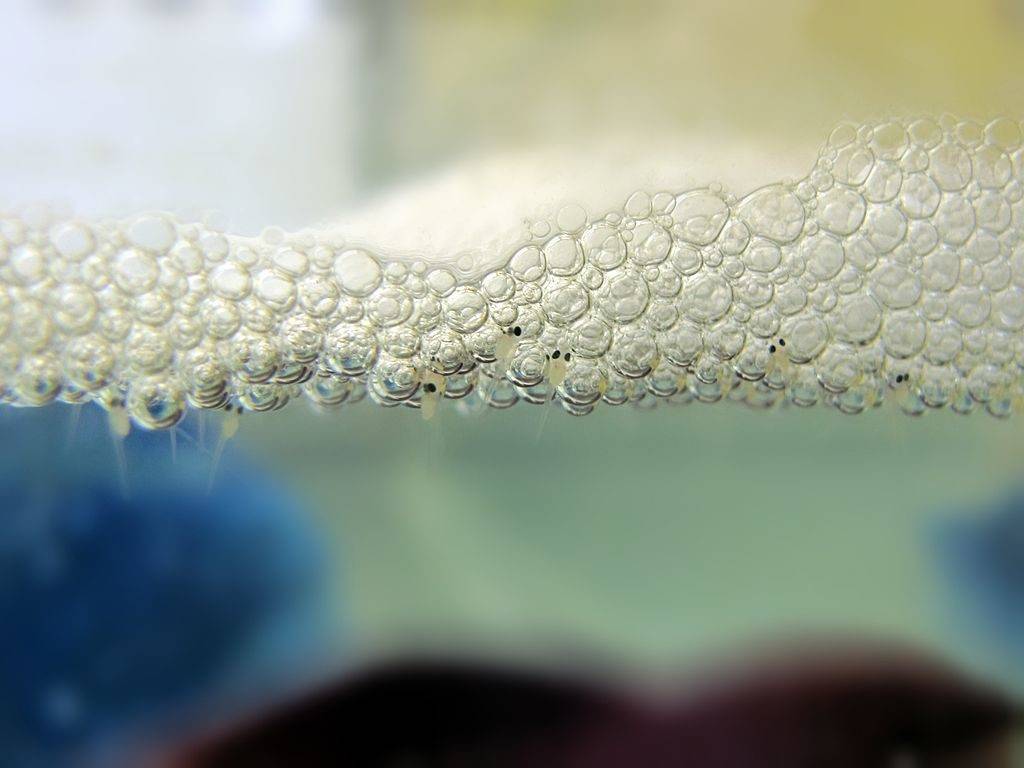 Икра и личинки рыбки петушка фото