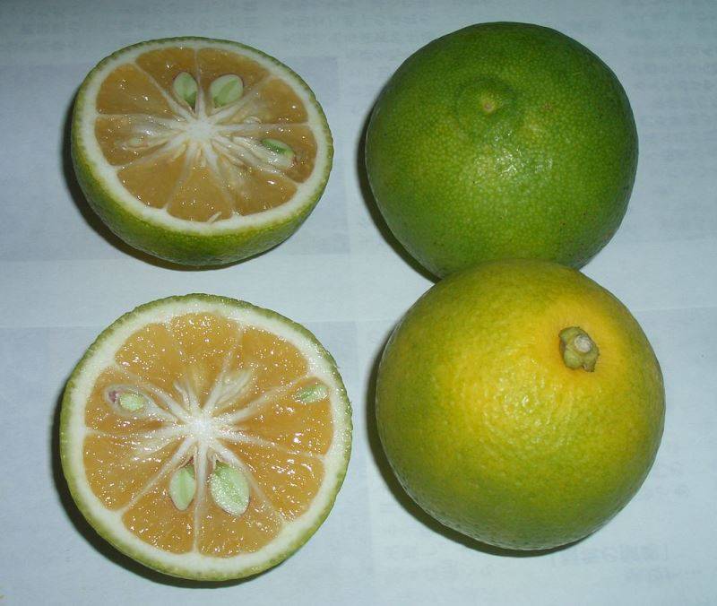 Кабосу (кабусу) фото (анг. Kabosu, лат. Citrus sphaerocarpa)