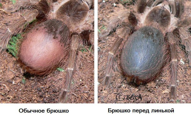Как определить линьку паука-птицееда фото