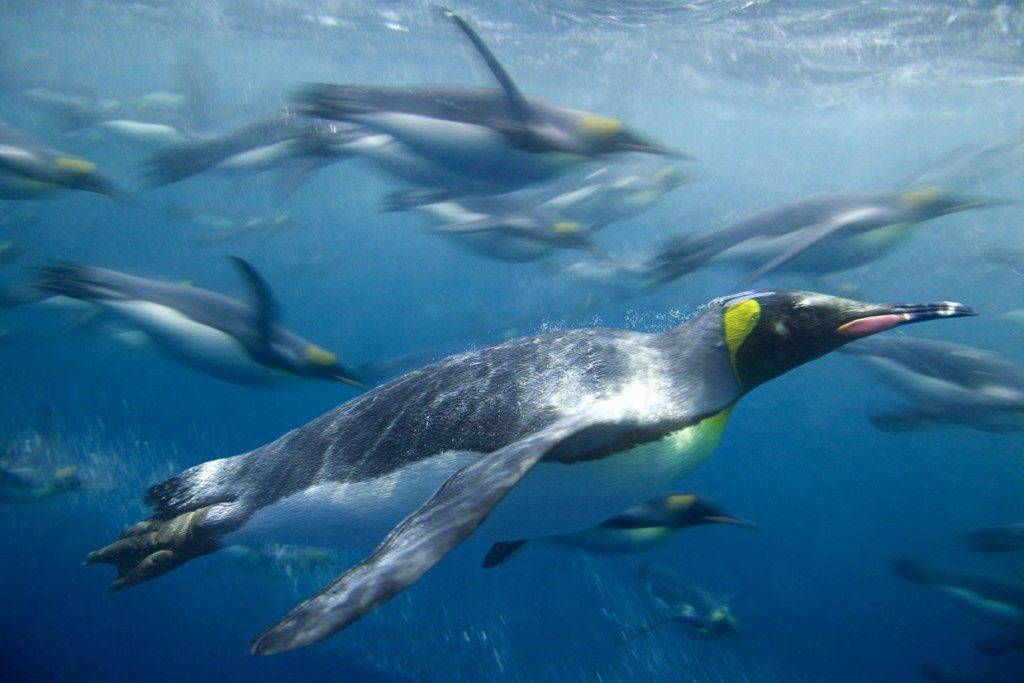 Как плавают пингвины фото