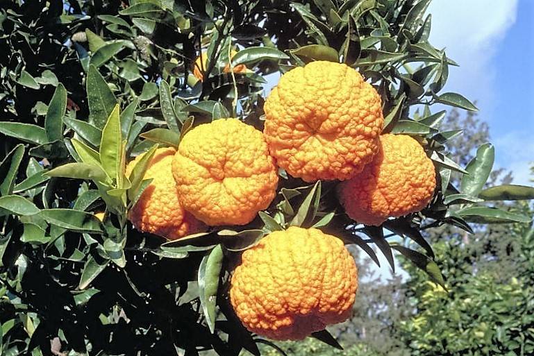 Королевский (благородный) мандарин фото (лат. Citrus nobilis)
