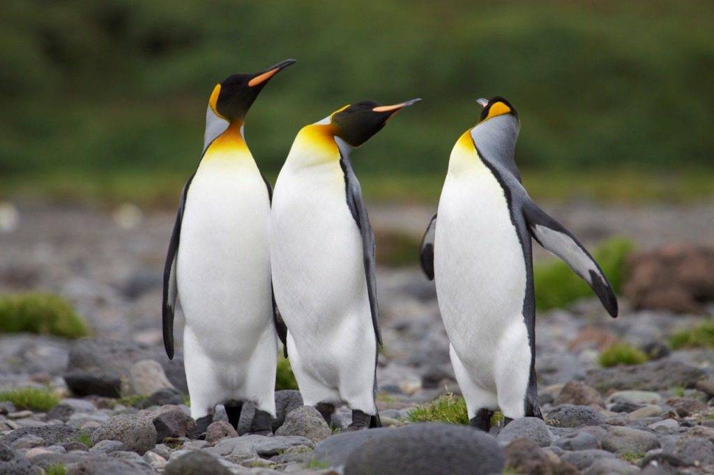 Королевский пингвин фото (лат. Aptenodytes patagonicus)