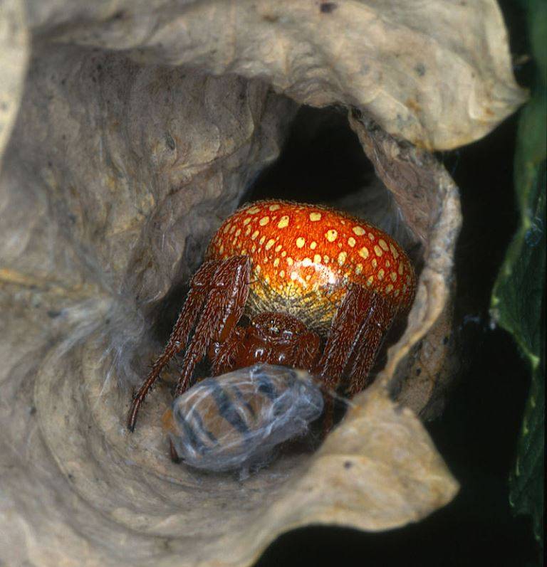 Крестовик зябкий (лат. Araneus alsine) фото