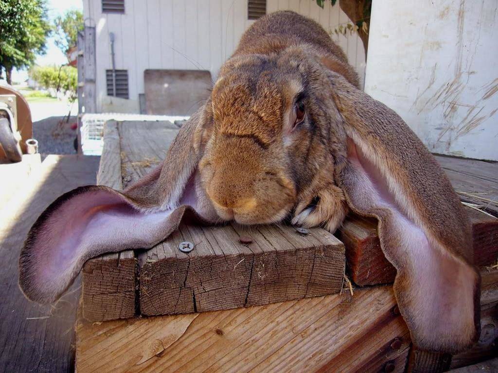 Кролик баран фото породы
