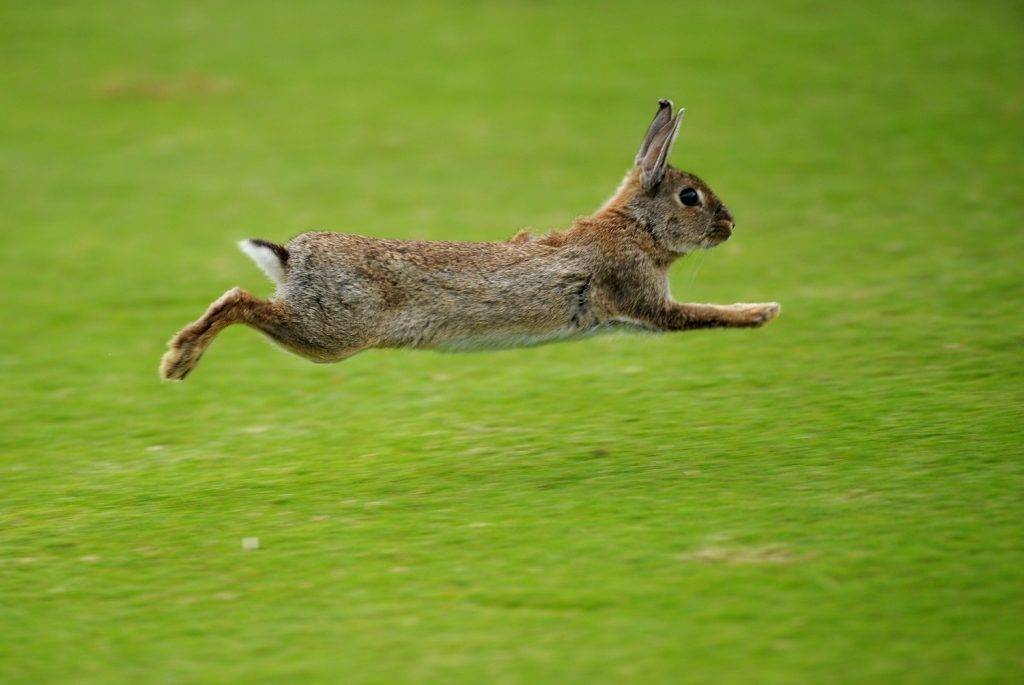 Кролик бежит фото