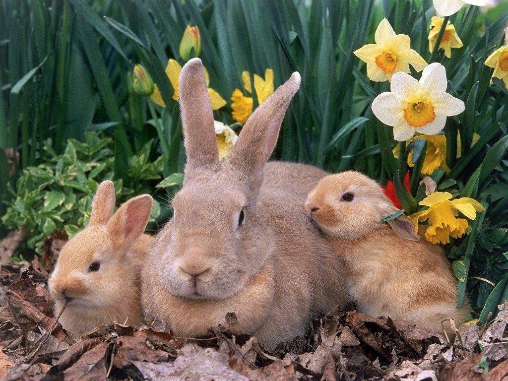 Крольчиха с крольчатами фото