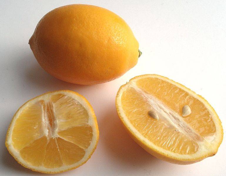 Лимон Мейера фото (лат. Citrus meyerii)