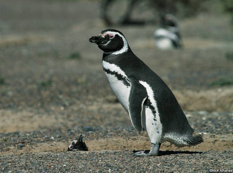 Магелланов пингвин фото (лат. Spheniscus magellanicus)