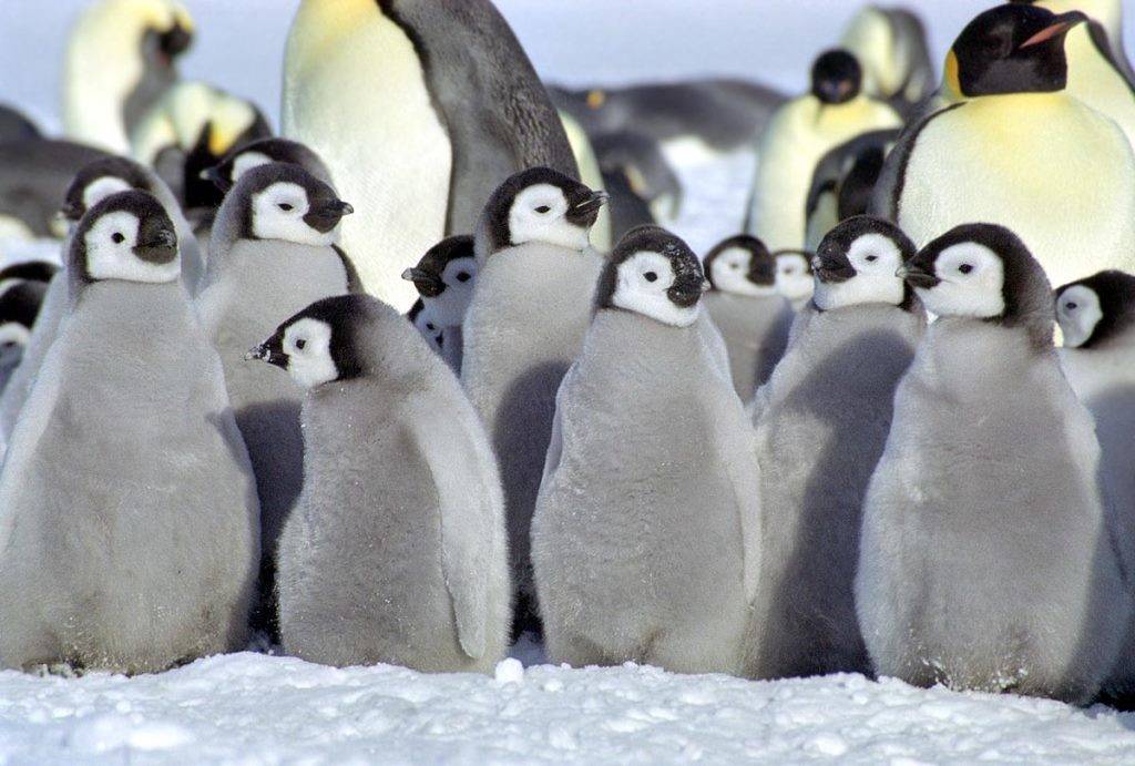 Маленькие пингвины птенцы фото