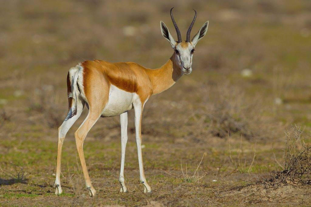 Ноги антилопы фото