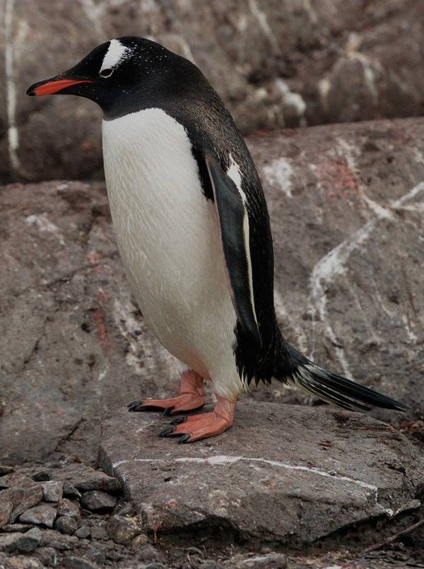 Папуанский пингвин фото (лат. Pygoscelis papua)