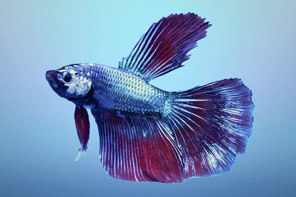 Рыбка петушок Дельта (дельтахвостый) самец фото