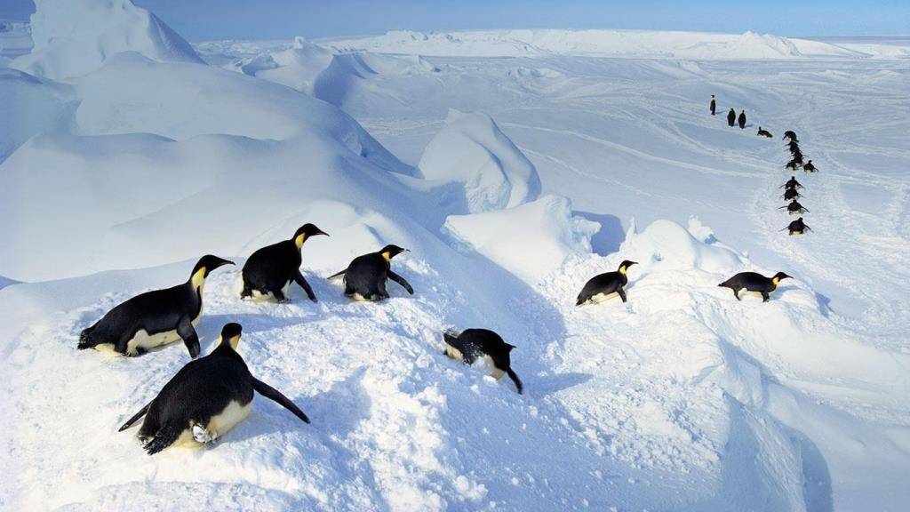 Пингвин катается на животе фото