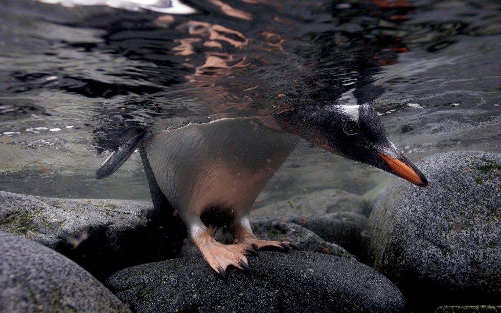 Пингвин под водой фото
