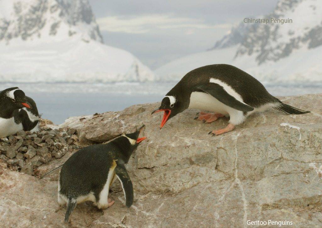 Пингвины дерутся фото