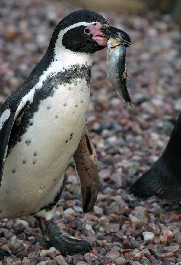 Пища пингвинов фото