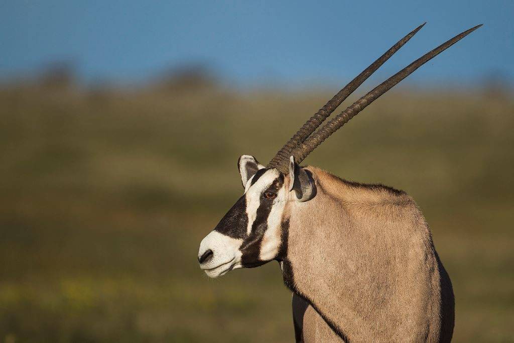 Рога антилопы орикс (лат. Oryx gazella) фото