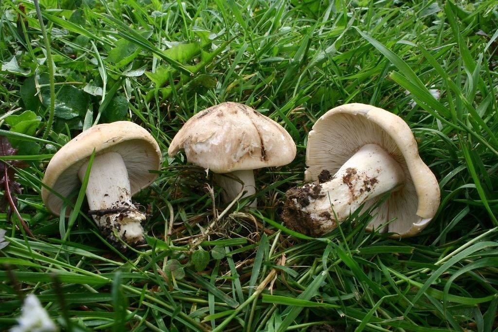 Рядовка майская (майский гриб, калоцибе майская, георгиев гриб) фото (лат. Calocybe gambosa)
