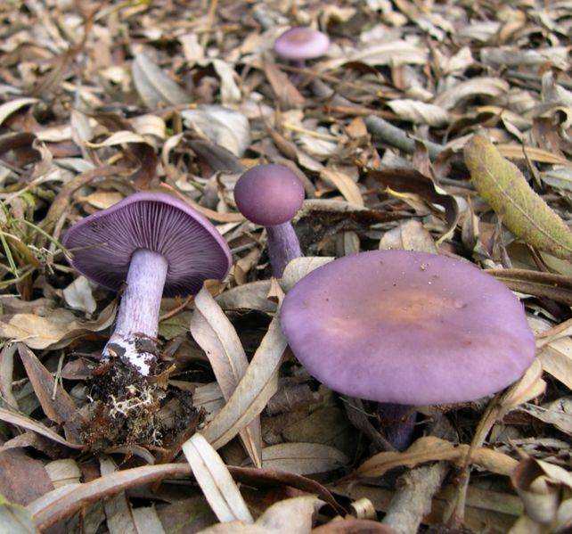 Рядовка фиолетовая (леписта голая, леписта фиолетовая, синюха, синичка, синеножка) фото (лат. Lepista nuda)