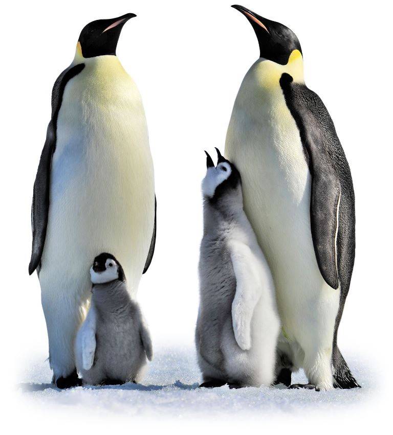 Самый большой в мире пингвин фото (императорский пингвин)