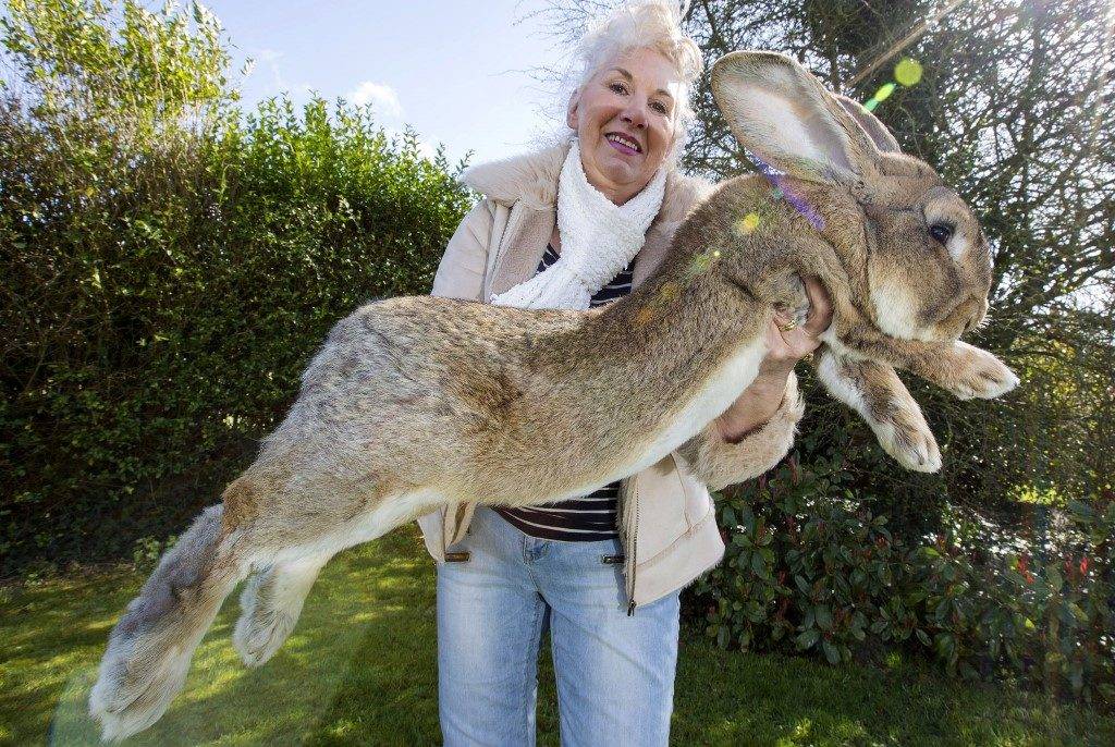 Самый большой кролик в мире по имени Дарий фото