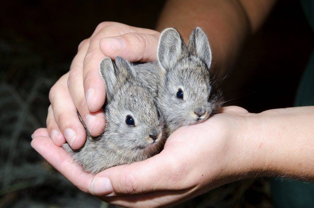 Самый маленький кролик в мире айдахский кролик