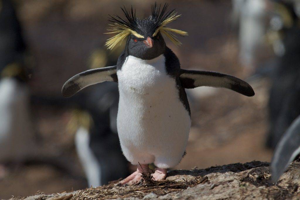 Северный хохлатый пингвин фото (лат. Eudyptes moseleyi)